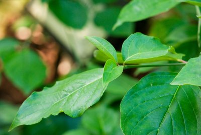 Cornus nuttalii 'Ascona' - dřín nuttallův - list2